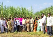 ५८ वर्षांनंतर वाळव्याची जमीन मूळ मालकांच्या ताब्यात