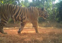 ताडोबाची मादी वाघीण T7-S2 चांदोलीत ‘सॉफ्ट रिलिज’| ऑपरेशन तारा मोहिमेला वेग