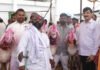माडग्याळ मेंढीला राष्ट्रीय मान्यता |जतच्या धनगर बांधवांच्या कष्टाला मिळाली मानाची पावती