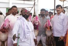 माडग्याळ मेंढीला राष्ट्रीय मान्यता |जतच्या धनगर बांधवांच्या कष्टाला मिळाली मानाची पावती